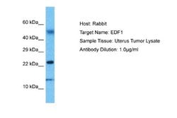 EDF1 Antibody, Novus Biologicals 100 &mu;L | Buy Online | Novus Biologicals | Fisher Scientific